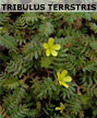 tribulus terrestris